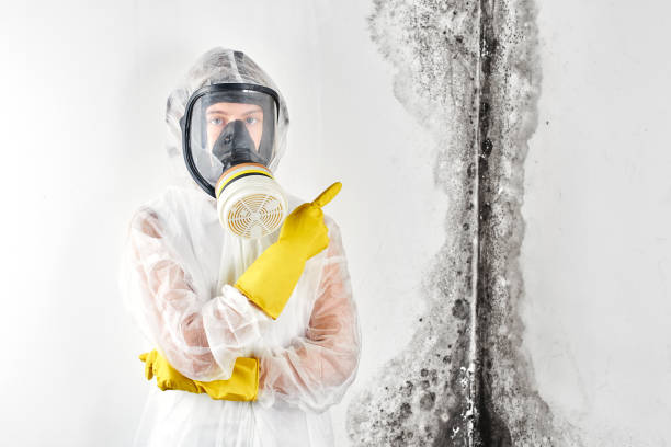  , USA Mold Removal Pros